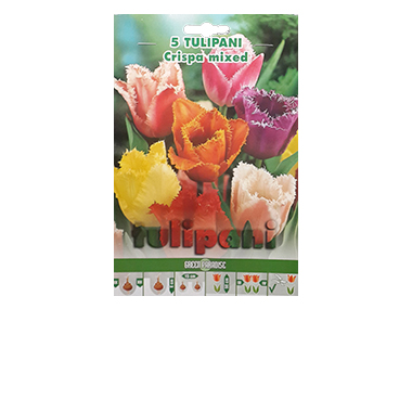 Tulipán virághagyma mix